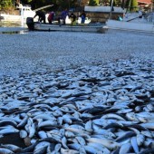 Cảnh tượng chưa từng thấy: Hàng chục tấn cá trích trôi dạt vào cảng phía tây Nhật Bản